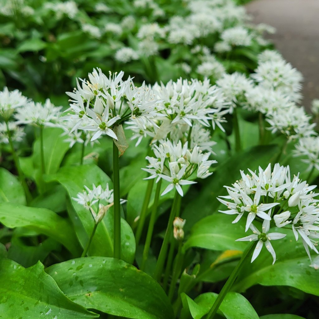 foto van daslook in het Schollebos